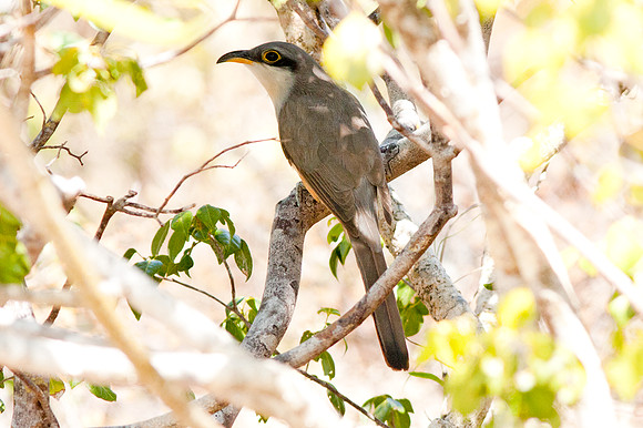 Mangrove Cuckoo (Coccyzus minor)