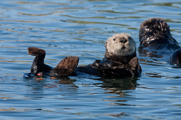Sea Otter (Enhydra lutris)