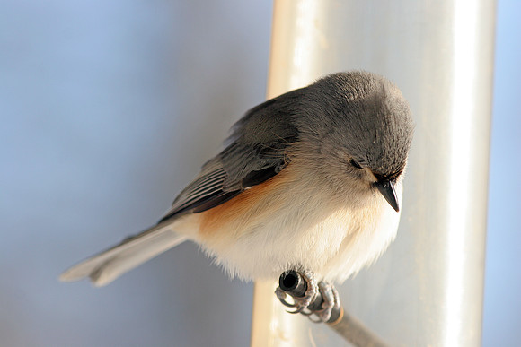 Tufted Titmouse (Baeolophus bicolor)