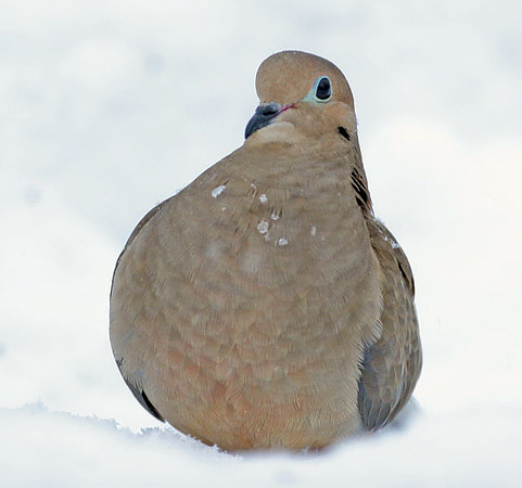 Mourning Dove (Zenaida macroura)