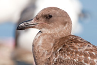 Western Gull (Larus occidentalis) juvenile