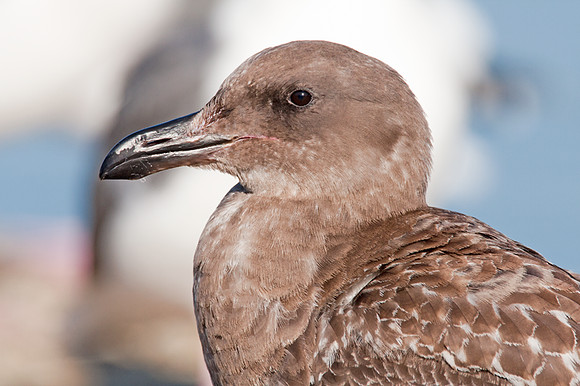Western Gull (Larus occidentalis) juvenile
