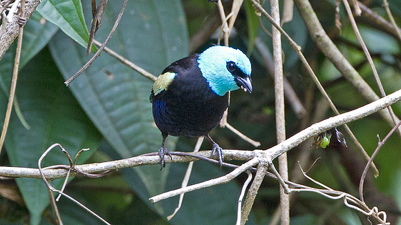 Blue-necked Tanager (Tangara cyanicollis)
