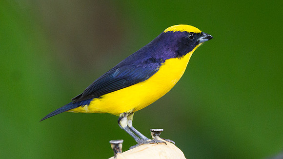 Thick-billed Euphonia (Euphonia laniirostris)