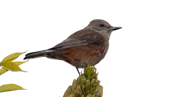 Vermilion Flycatcher (Pyrocephalus rubinus)
