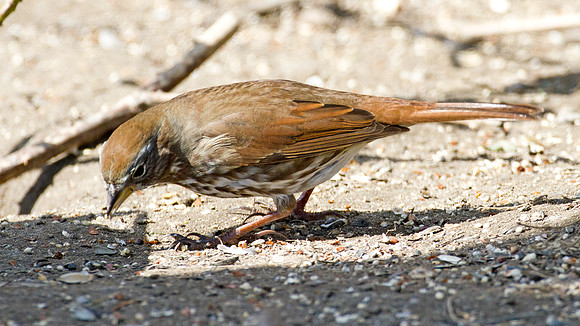 California Towhee (Melozone crissalis)