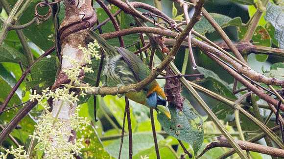 Red-headed Barbet (Eubucco bourcierii) female