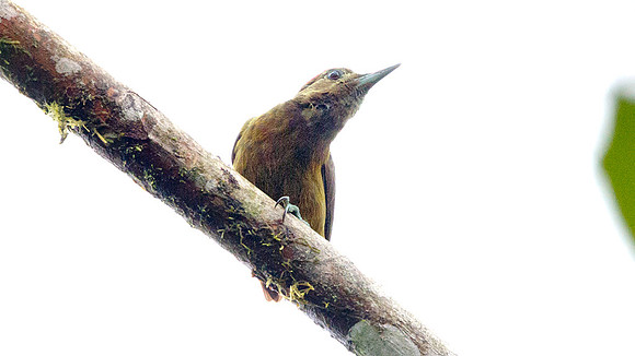 Smoky-brown Woodpecker (Picoides fumigatus)