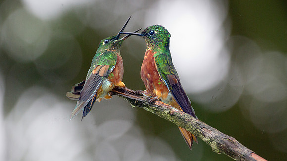 Chestnut-breasted Coronet (Boissonneaua matthewsii)