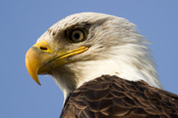 Bald Eagle (Haliaeetus leucocephalus)