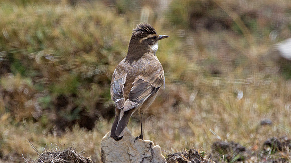Cream-winged Cinclodes (Cinclodes albiventris)