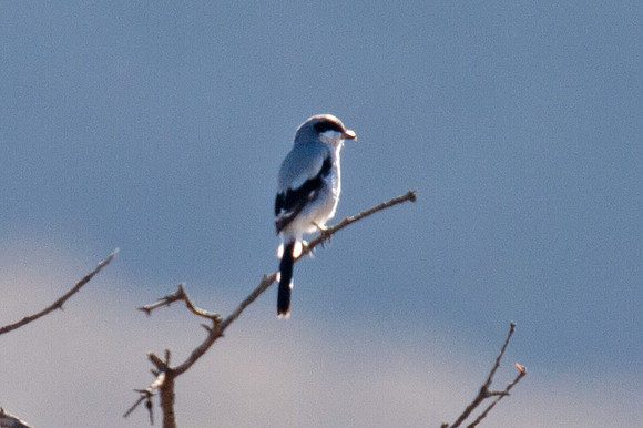 Loggerhead Shrike (Lanius ludovicianus)