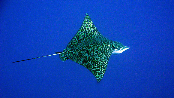 Eagle Ray