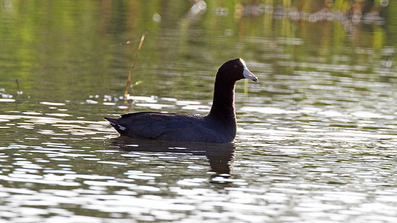 Caribbean Coot (Fulica caribaea)