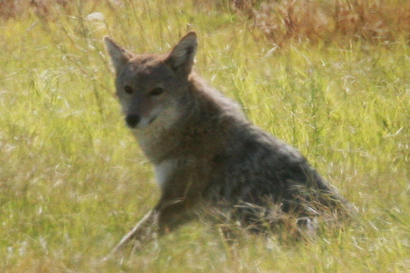 Coyote (Canis latrans)
