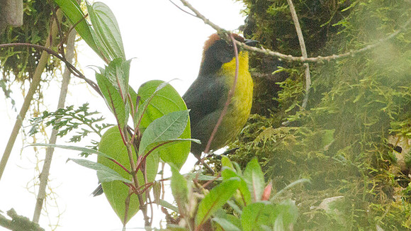Rufous-naped Brush Finch (Atlapetes latinuchus)