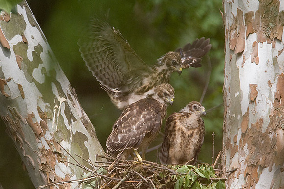 Red-shouldered Hawk (Buteo lineatus) juvenile