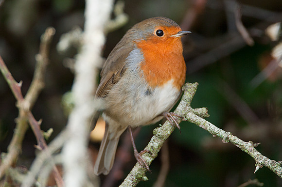 European Robin (Erithacus rubecula)