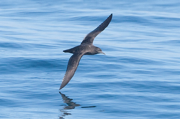 Pink-footed Shearwater (Puffinus creatopus)