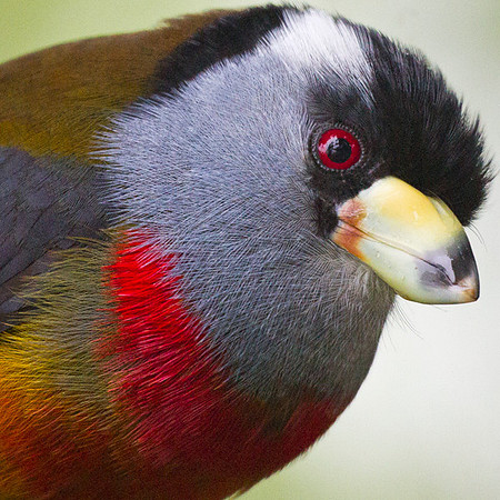 Toucan Barbet (Semnornis ramphastinus)