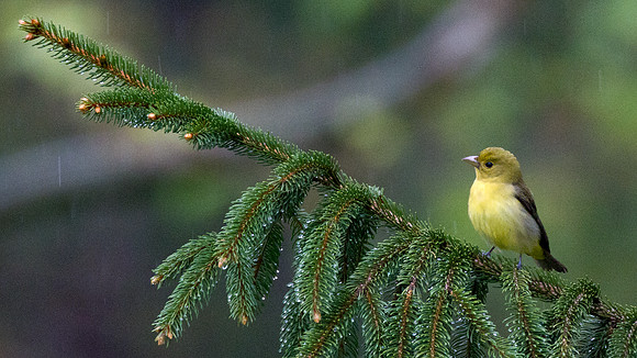 Scarlet Tanager (Piranga olivacea) female