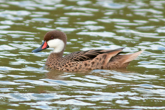 White-cheeked Pintail (Anas bahamensis)