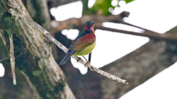?Red-throated Sunbird (Anthreptes rhodolaema)? male