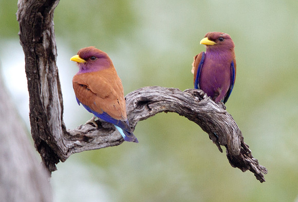 Broad-billed Roller (Eurystomus glaucurus) Male and Female