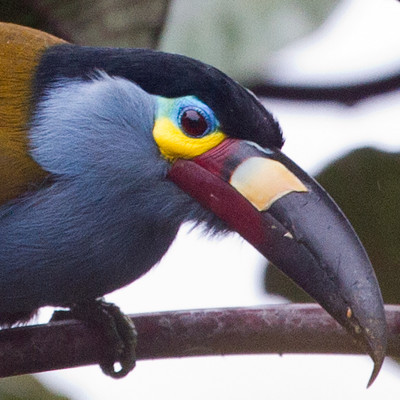 Plate-billed Mountain Toucan (Andigena laminirostris)