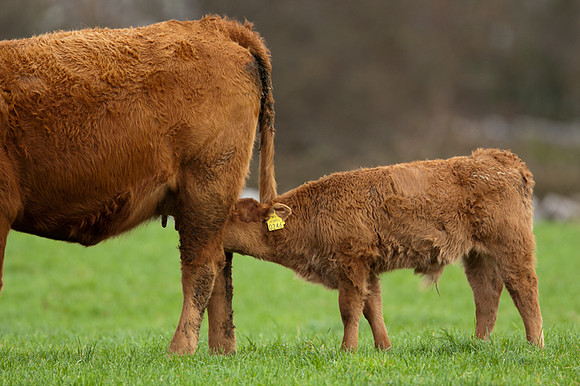 Cow