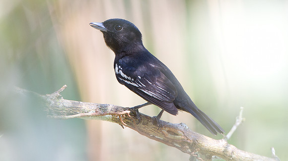 White-winged Becard (Pachyramphus polychopterus) - male