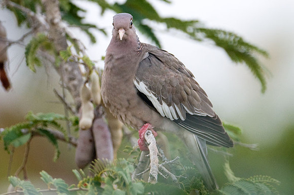 Bare-eyed Pigeon (Patagioenas corensis)
