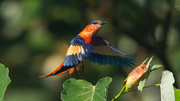 Sunda minivet (Pericrocotus miniatus)