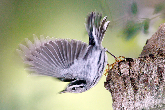 Black-and-white Warbler (Mniotilta varia)