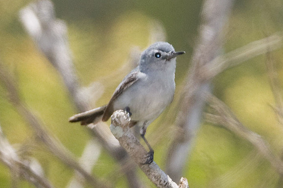 Blue-gray Gnatcatcher (Polioptila caerulea)