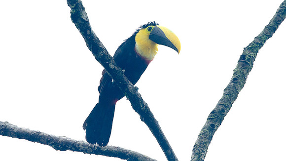 Choco Toucan (Ramphastos brevis)
