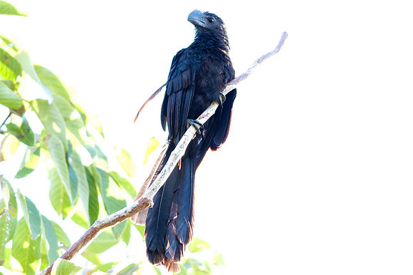 Smooth-billed Ani (Crotophaga ani)