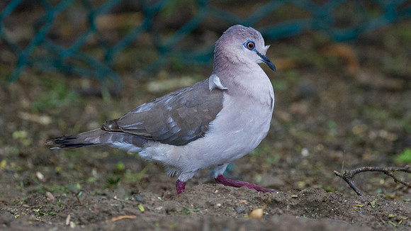 White-tipped Dove (Leptotila verreauxi)