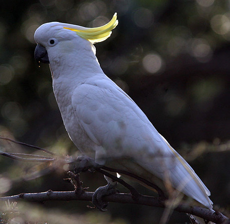 Sulphur-crested Cockatoo (Cacatua galerita)