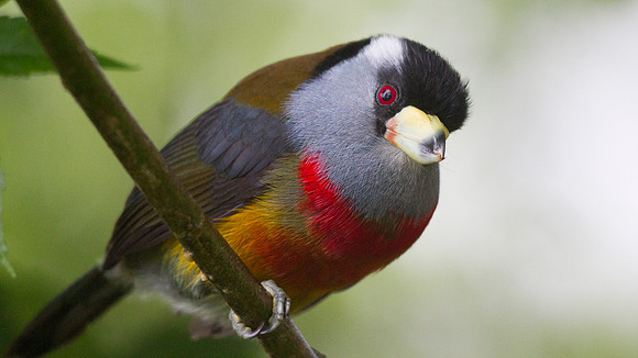 Toucan Barbet (Semnornis ramphastinus)