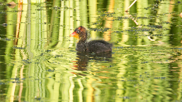 Caribbean Coot (Fulica caribaea) immature