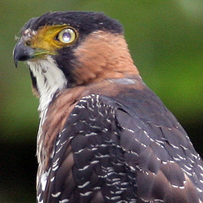 Grey-bellied Hawk (Accipiter poliogaster)