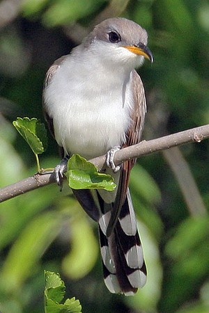 Yellow-billed Cuckoo (Coccyzus americanus)