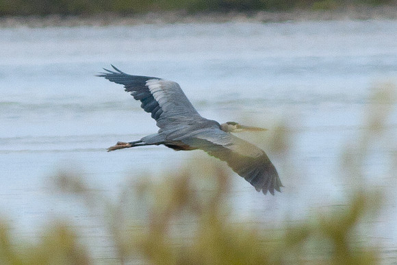 Great Blue Heron (Ardea herodias)