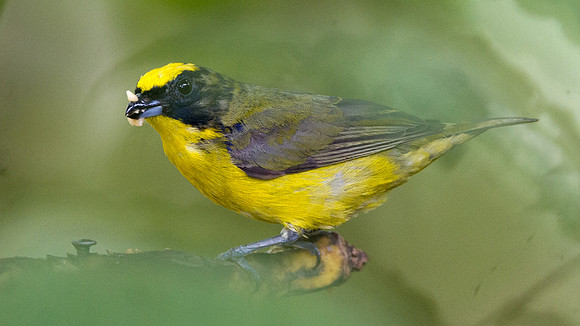 Thick-billed Euphonia (Euphonia laniirostris)
