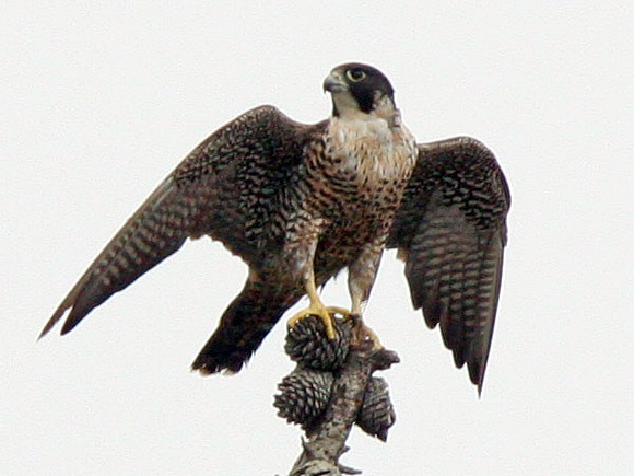 Peregrine Falcon (Falco peregrinus)