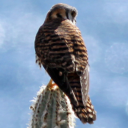 American Kestrel (Falco sparverius)