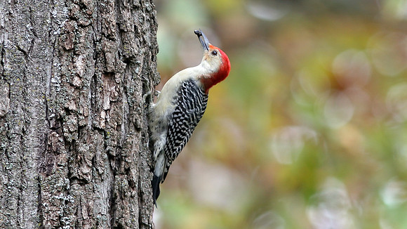 Red-bellied Woodpecker (Melanerpes carolinus)