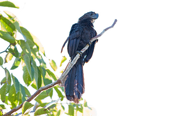 Smooth-billed Ani (Crotophaga ani)