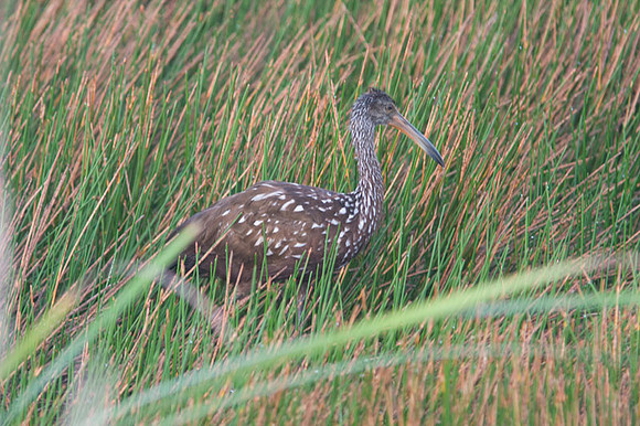 Limpkin (Aramus guarauna)